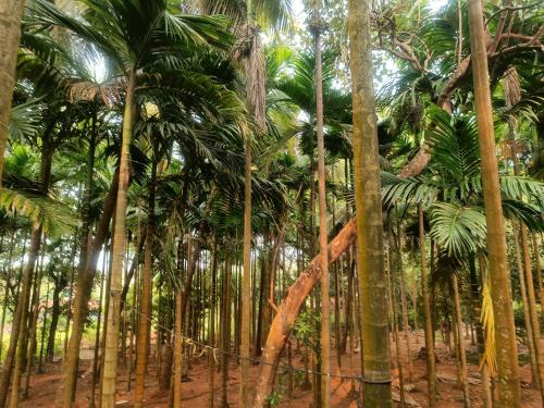 shantadurga beachside homestay