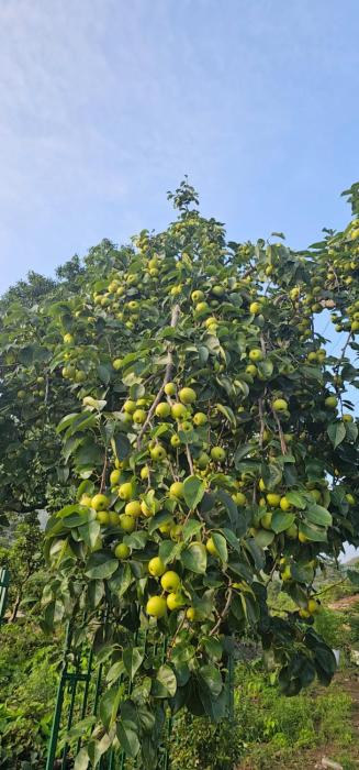 bougainvilla mountain retreat