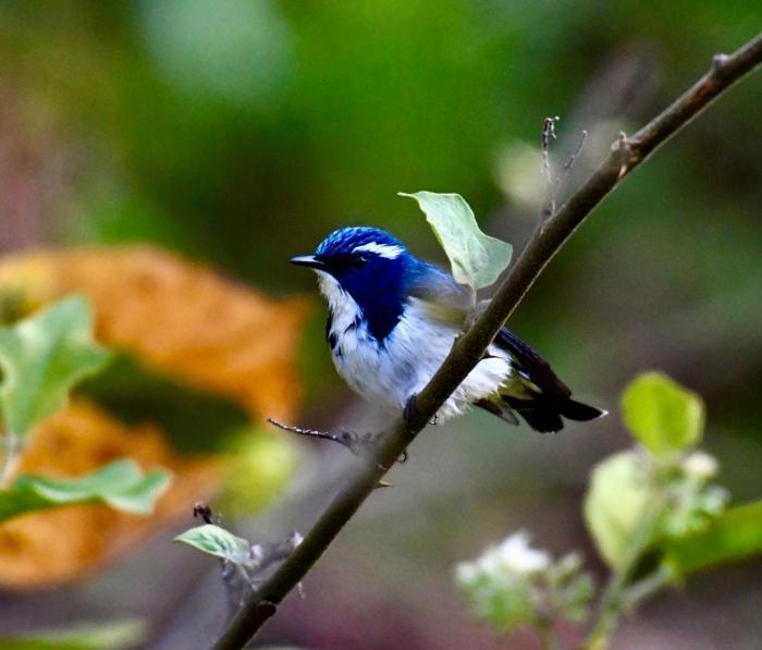 bougainvilla mountain retreat