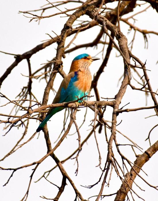 bougainvilla mountain retreat