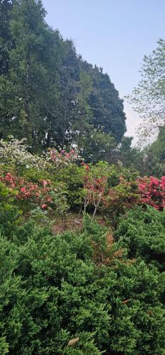 bougainvilla mountain retreat
