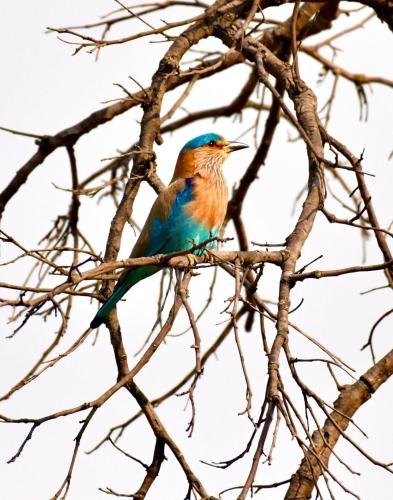 bougainvilla mountain retreat