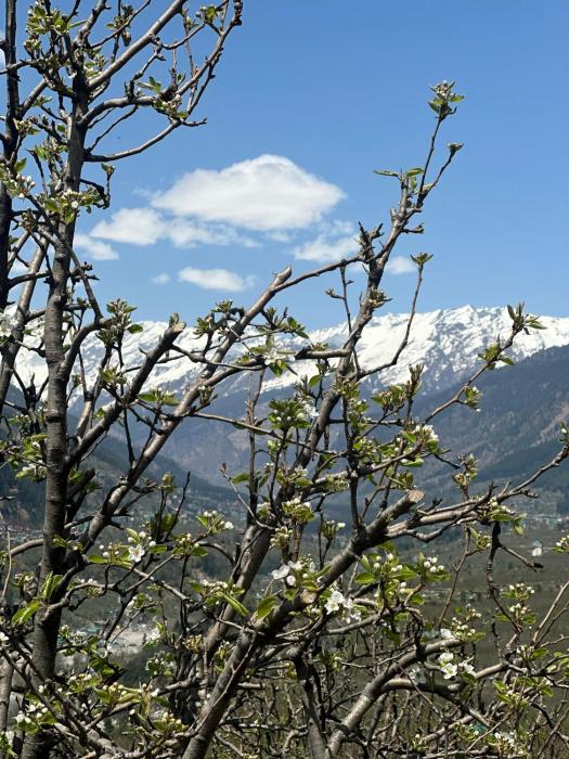 orzu boutique stays burwa manali