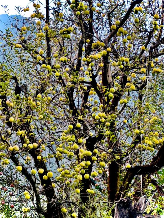 orzu boutique stays burwa manali