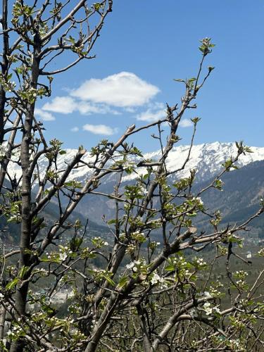 orzu boutique stays burwa manali