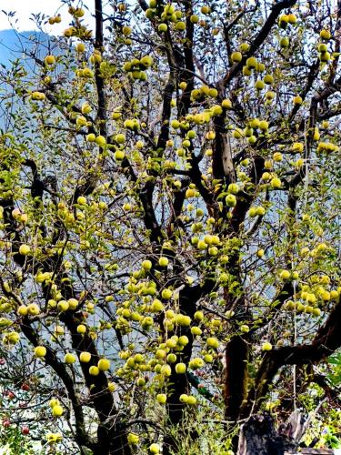 orzu boutique stays burwa manali