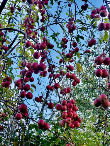 orzu boutique stays burwa manali