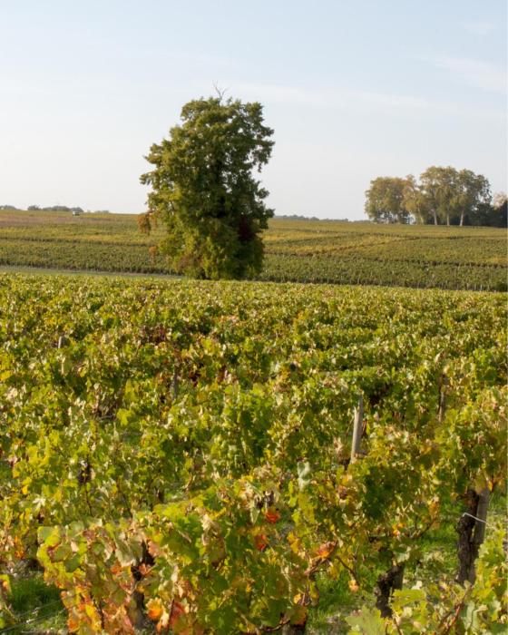 chambre ocean cosy bordeaux saint emilion