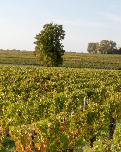 chambre ocean cosy bordeaux saint emilion