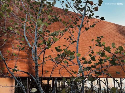 inchantreedoolay huahin