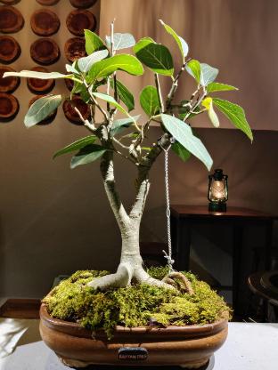 halli hithalu homestay