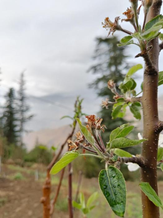 sunrise view homestay