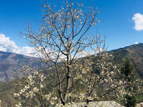 sunrise view homestay