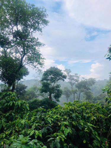 swapna estate stay coorg