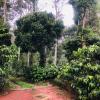 swapna estate stay coorg