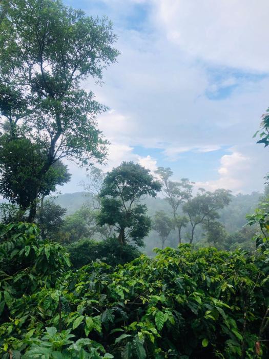 swapna estate stay coorg