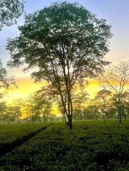 the postcard in the durrung tea estate