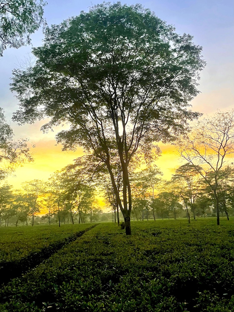 the postcard in the durrung tea estate