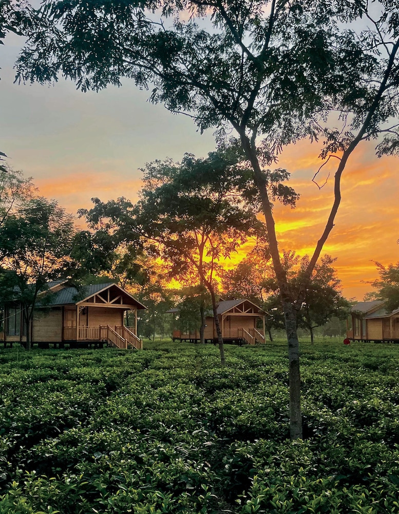 the postcard in the durrung tea estate