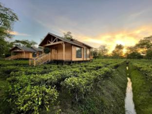 the postcard in the durrung tea estate