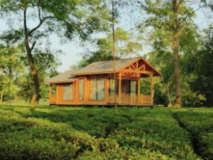 the postcard in the durrung tea estate