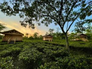 the postcard in the durrung tea estate