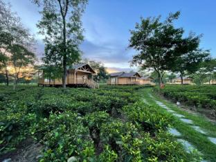 the postcard in the durrung tea estate