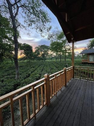 the postcard in the durrung tea estate