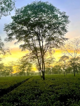 the postcard in the durrung tea estate