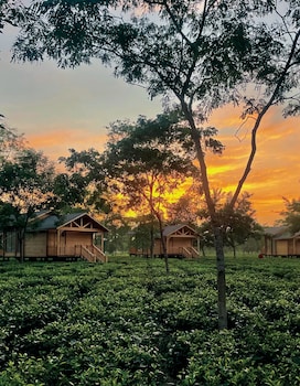 the postcard in the durrung tea estate