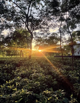 the postcard in the durrung tea estate