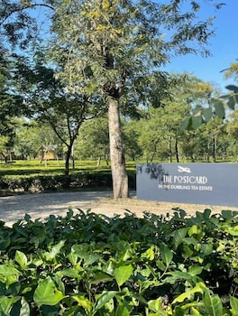 the postcard in the durrung tea estate