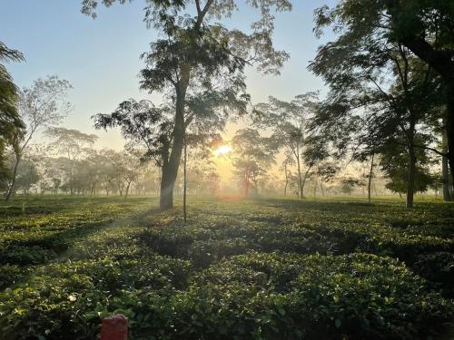 The Postcard In The Durrung Tea Estate,,3 star