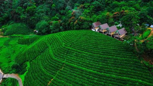 zero degree jungle resort