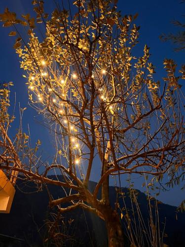 the venus live like a local