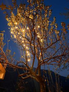 the venus live like a local