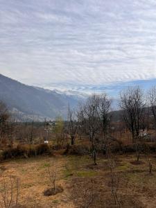 the venus live like a local