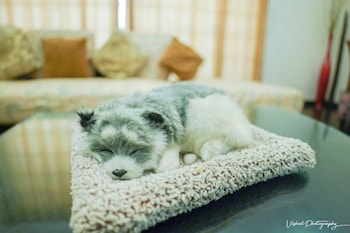 dreamanor blissful stay