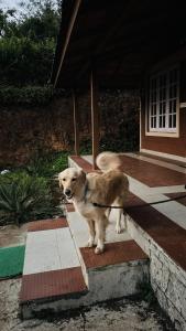 coorg hill view stay