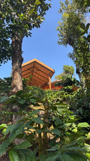 coorg hill view stay