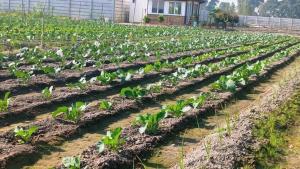 wildlense wild retreat