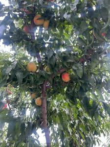 shalom hillcrest inn