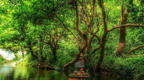 namasthe ayurveda and yoga retreat