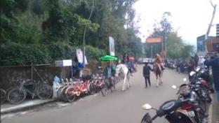 mango resorts by the lake