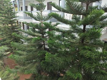 the blackbuck ashwem