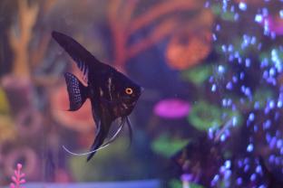 hotel chandrakala regency