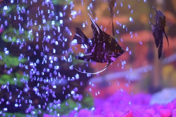 hotel chandrakala regency