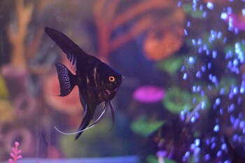 hotel chandrakala regency