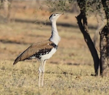 sonal desert camp jaisalmer