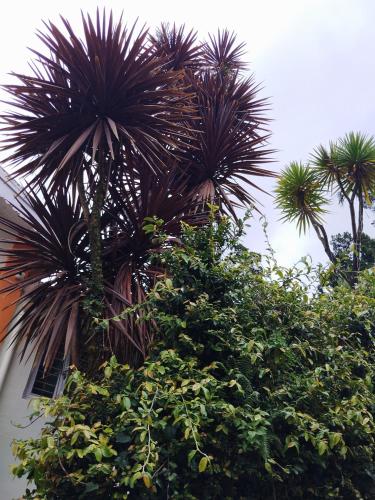 ooty